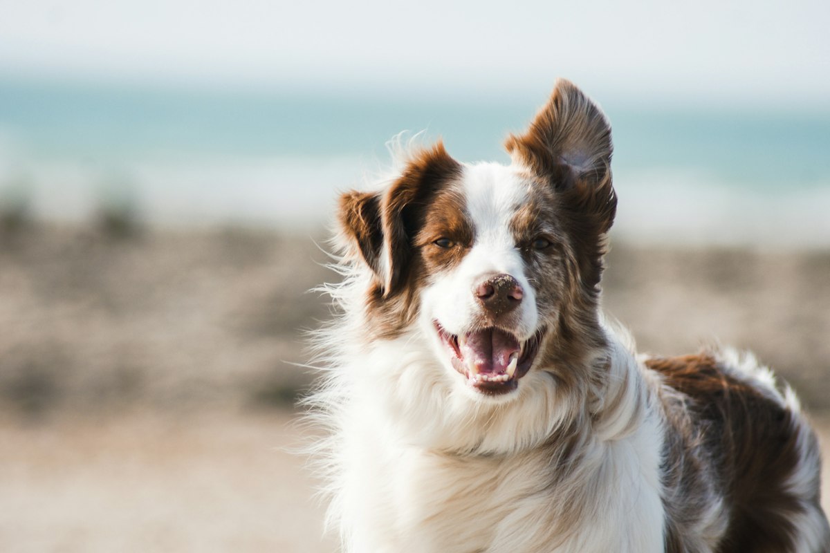 Brown and white dog outdoors