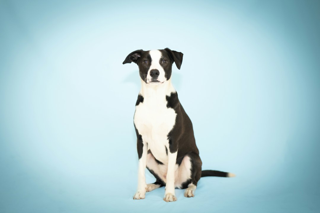 A black and white dog sits politely