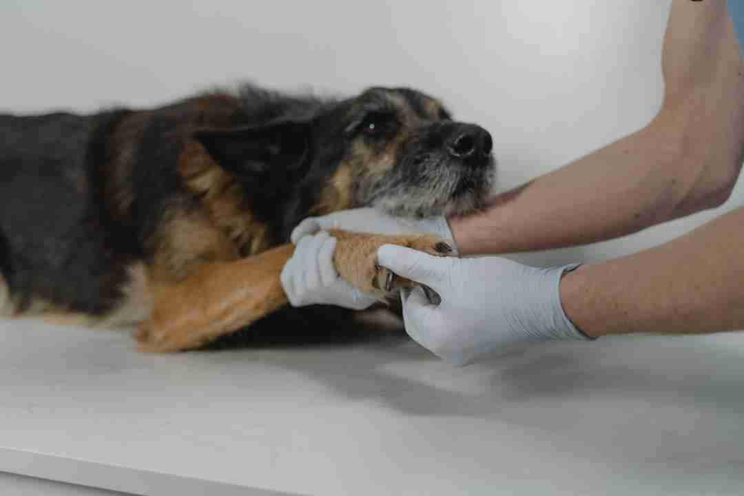 Why Your Dog Refuses to Walk: Understanding the 'Paws-'itive Foot Drag ...