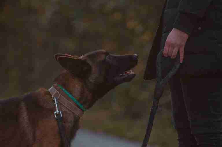 A Belgian Malinois dog on a leash interacting with its owner during a walk.
