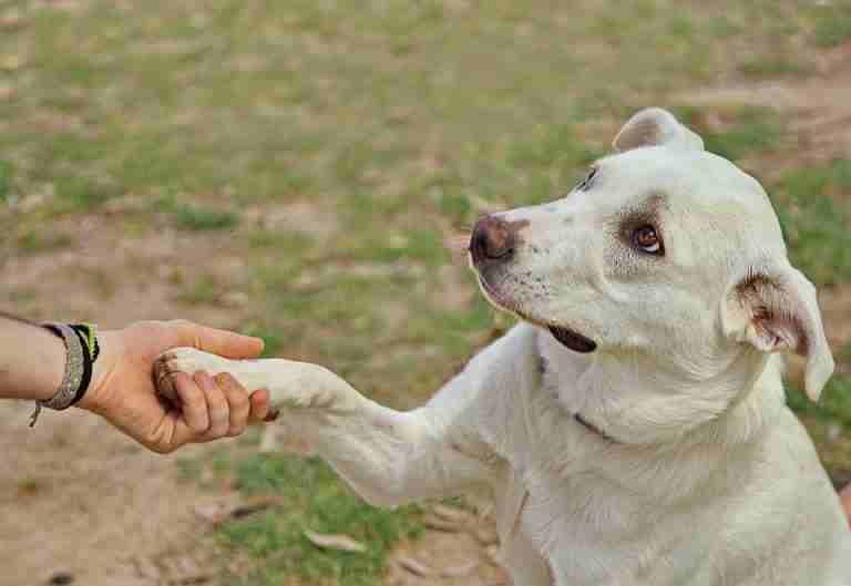 Loyal dog with kind gaze giving paw to faceless person during training on lawn on blurred background