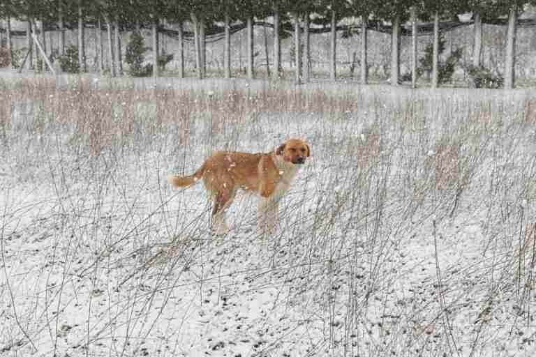 A solitary dog stands in a snowy field during winter snowfall.