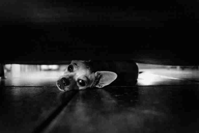 A chihuahua puppy peeking from under a sofa, captured in black and white.