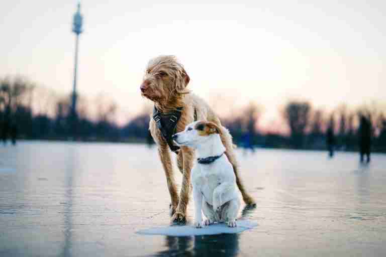 Two dogs standing together on a frozen lake during winter, creating a serene outdoor scene.