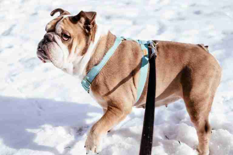 Charming English Bulldog on a winter walk in snowy Warsaw, Poland.