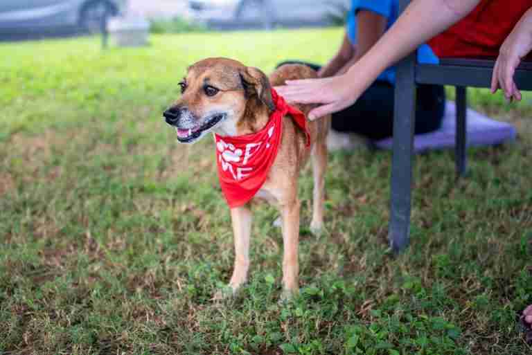 Heartwarming image of a rescue dog being petted in a Trinidad park, promoting adoption.